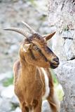 goat at Gorge of River Cares