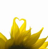 Love Sunflower