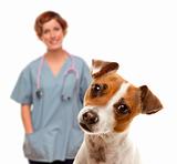 Adorable Jack Russell Terrier and Female Veterinarian Behind Isolated on a White Background.