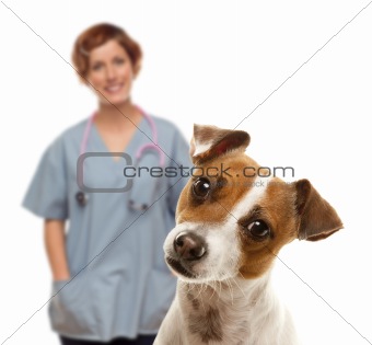 Adorable Jack Russell Terrier and Female Veterinarian Behind Isolated on a White Background.