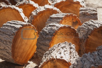 Abstract of Freshly Cut Pine Logs in the Afternoon Sunshine.