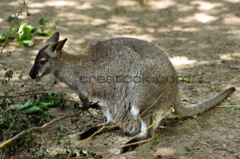 Red - necked Wallaby