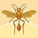 Wasp sphex