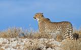 Cheetah on a calcrete ridge in the Kalahari desert