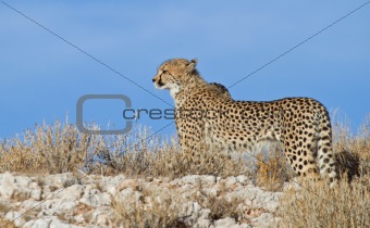 Cheetah on a calcrete ridge in the Kalahari desert