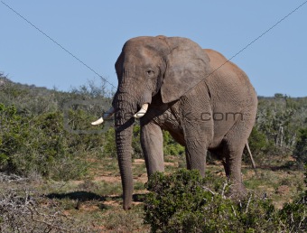 Large African Elephant walking