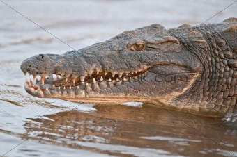 Nile Crocodile portrait