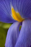 Iris Extreme Closeup