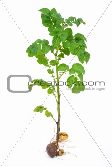 Potato sprout 