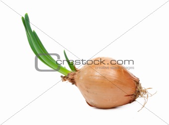Onion with fresh green sprout 
