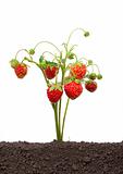Strawberry growing out of the soil 