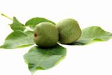 Green fruit of a walnut