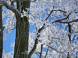 Frozen branches