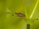 Golden brilliant bug on a grass