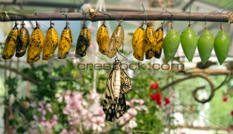 Cocoons and butterfy