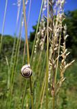 Snail on the dry grass