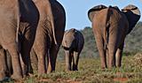 African Elephant herd