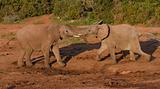 Young African Elephants fighting