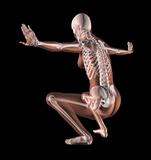 Female Skeleton in Yoga Position