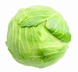 Single green cabbage with dew