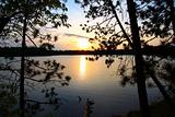 Pine Tree Sunset Silhouette