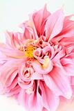 pink dahlia flower  on white  close-up