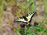 Yellow machaon on the pink flower and soft blur background