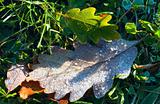 Dry oak  leaf with hoarfrost 