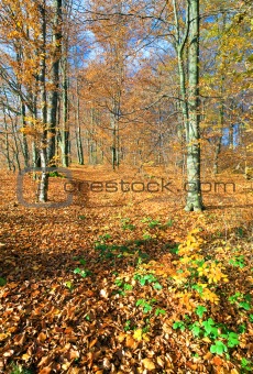 autumn mountain forest 
