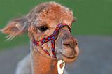Alpaca with holster