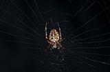 garden spider, Araneus diadematus