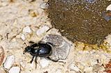 dung beetle, Geotrupes stercorosus Scr.