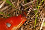 snail, Arion rufus