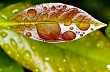 leaf with rain-drops