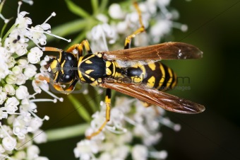 wasp, Paravespula vulgaris