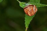 lage garden snail, Helix pomatia
