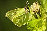 brimstone butterfly, Gonepteryx rhamni