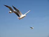 sea gulls flying
