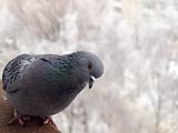 gray dove. winter