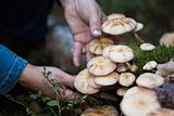 Honey fungus and woman hands
