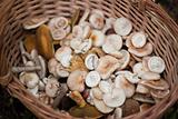 Mushrooms in wooden basket