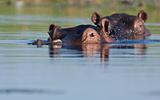 Pod of Hippopotamus in the waters of the Okavango Delta