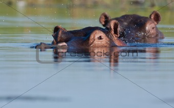 Pod of Hippopotamus in the waters of the Okavango Delta