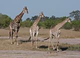 Giraffes in Botswana
