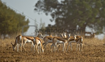 Herd of Springbok gazelles on an African plain
