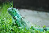 The beautiful iguana