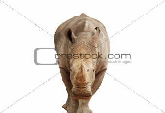 The rhinoceros close up