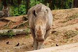 The rhinoceros 