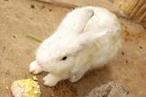 White rabbit 