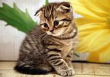 Striped scottish fold kitten on flower background